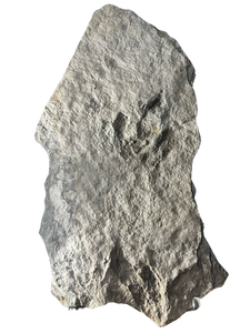 Incredible Fossil Dinosaur Footprints for sale, Trackway