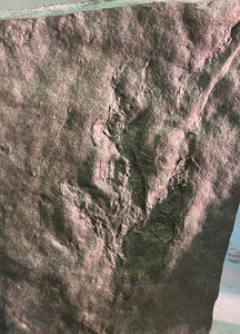 Dinosaur footprint for Max Kupper