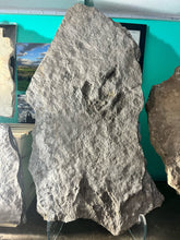 Incredible Fossil Dinosaur Footprints for sale, Trackway