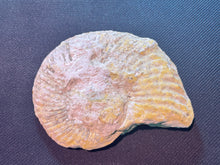 Fossil Ammonite for Sale, Duck Creek Formation, Texas