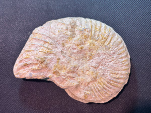 Fossil Ammonite for Sale, Duck Creek Formation, Texas
