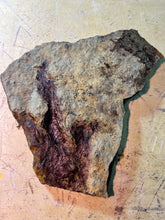 Fossil Dinosaur Footprint for Sale, Grallato r