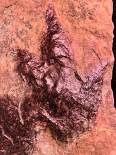 Impeccable Raised Fossil Eubrontes Dinosaur Footprints