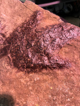 Impeccable Raised Fossil Eubrontes Dinosaur Footprints