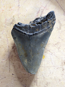 Approximately 4.7” Fossil Megalodon Tooth for Sale