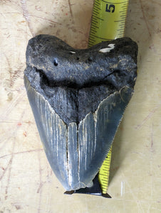 Approximately 4” Fossil Megalodon Tooth for Sale