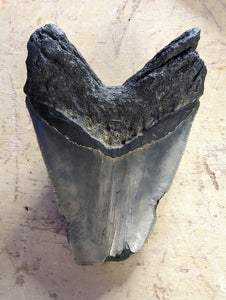 Approximately 4.8" Fossil Megalodon Tooth for Sale