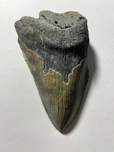Approximately 5.1” Massive Fossil Megalodon Tooth for Sale