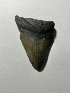Approximately 3.1” Fossil Megalodon Tooth for Sale