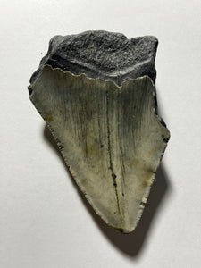 Approximately 3.8” Fossil Megalodon Tooth for Sale