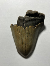 3.8” Fossil Megalodon Tooth for Sale