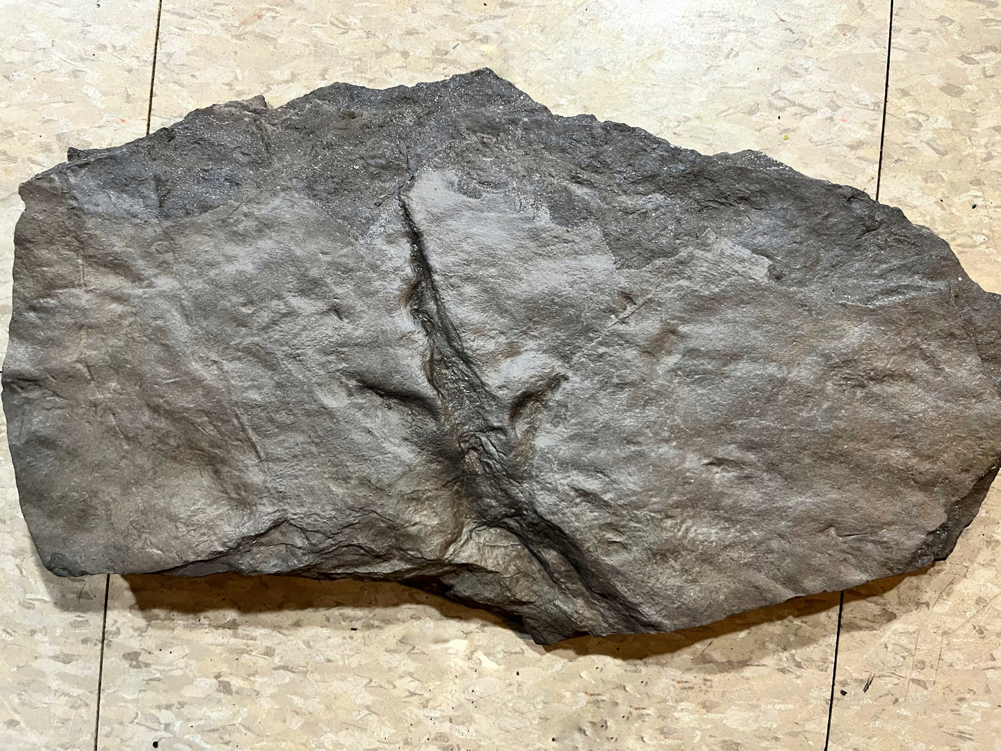 Impressive Small Fossil Dinosaur Footprint