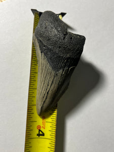 Approximately 3.4” Fossil Megalodon Tooth for Sale