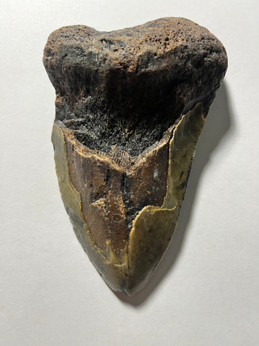 Approximately 5” Fossil Megalodon Tooth for Sale