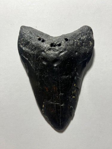 Approximately 4” Fossil Megalodon Tooth for Sale