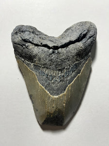 4.3” Fossil Megalodon Tooth for Sale
