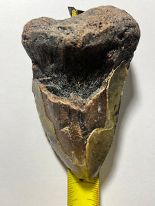Approximately 5” Fossil Megalodon Tooth for Sale