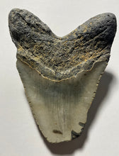 4.3” Fossil Megalodon Tooth for Sale