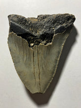 4.5” Fossil Megalodon Tooth for Sale