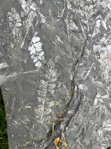 Slightly iridescent Double-Sided Fossil Ferns (Neuropteris) from Centralia