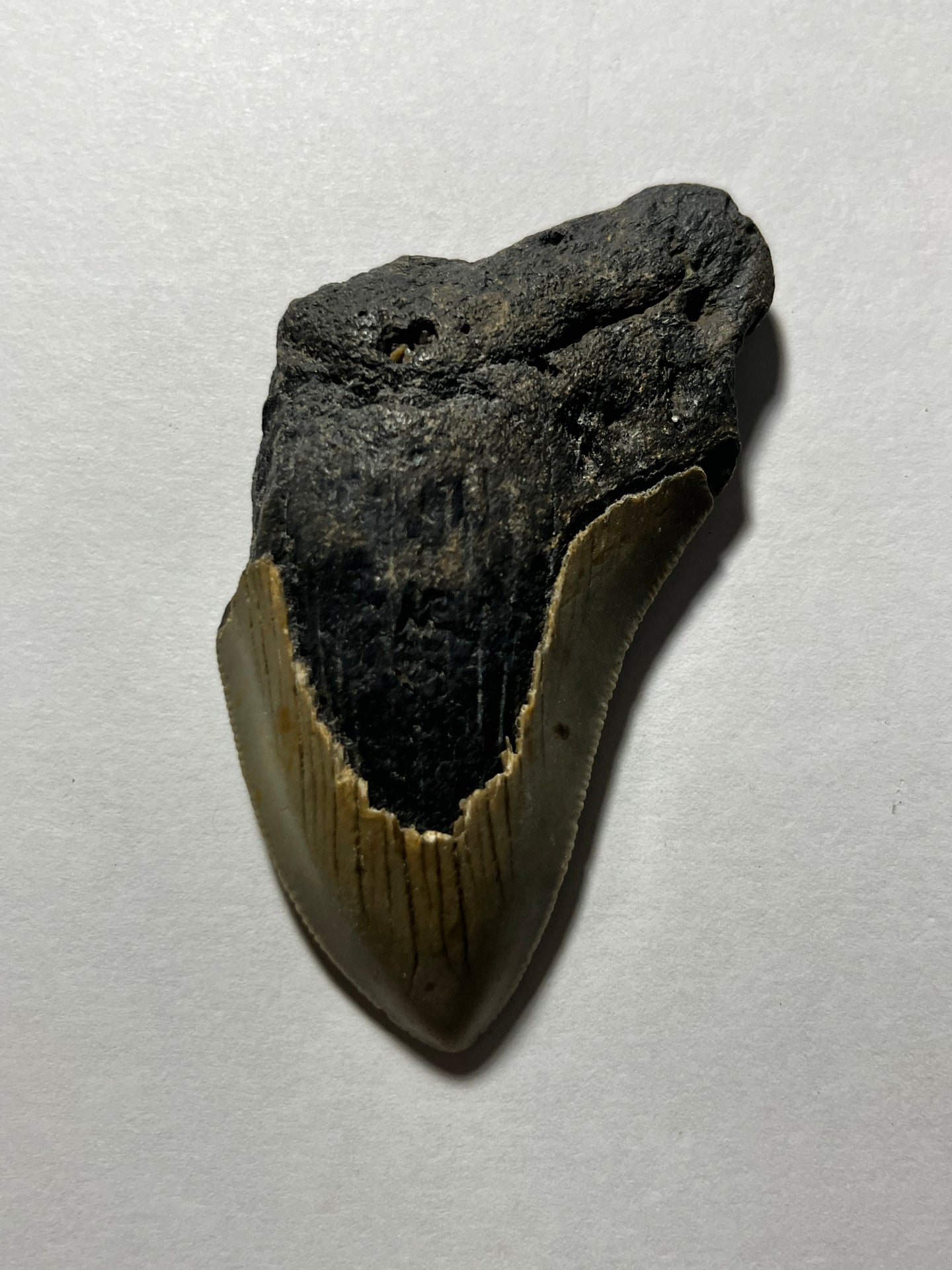 Approximately 3” Fossil Megalodon Tooth for Sale