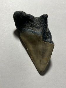 Approximately 3.2” Fossil Megalodon Tooth for Sale