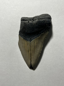 Approximately 3.2” Fossil Megalodon Tooth for Sale