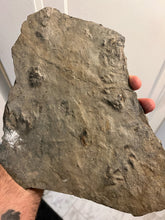 Fossil amphibious tracks for Michael