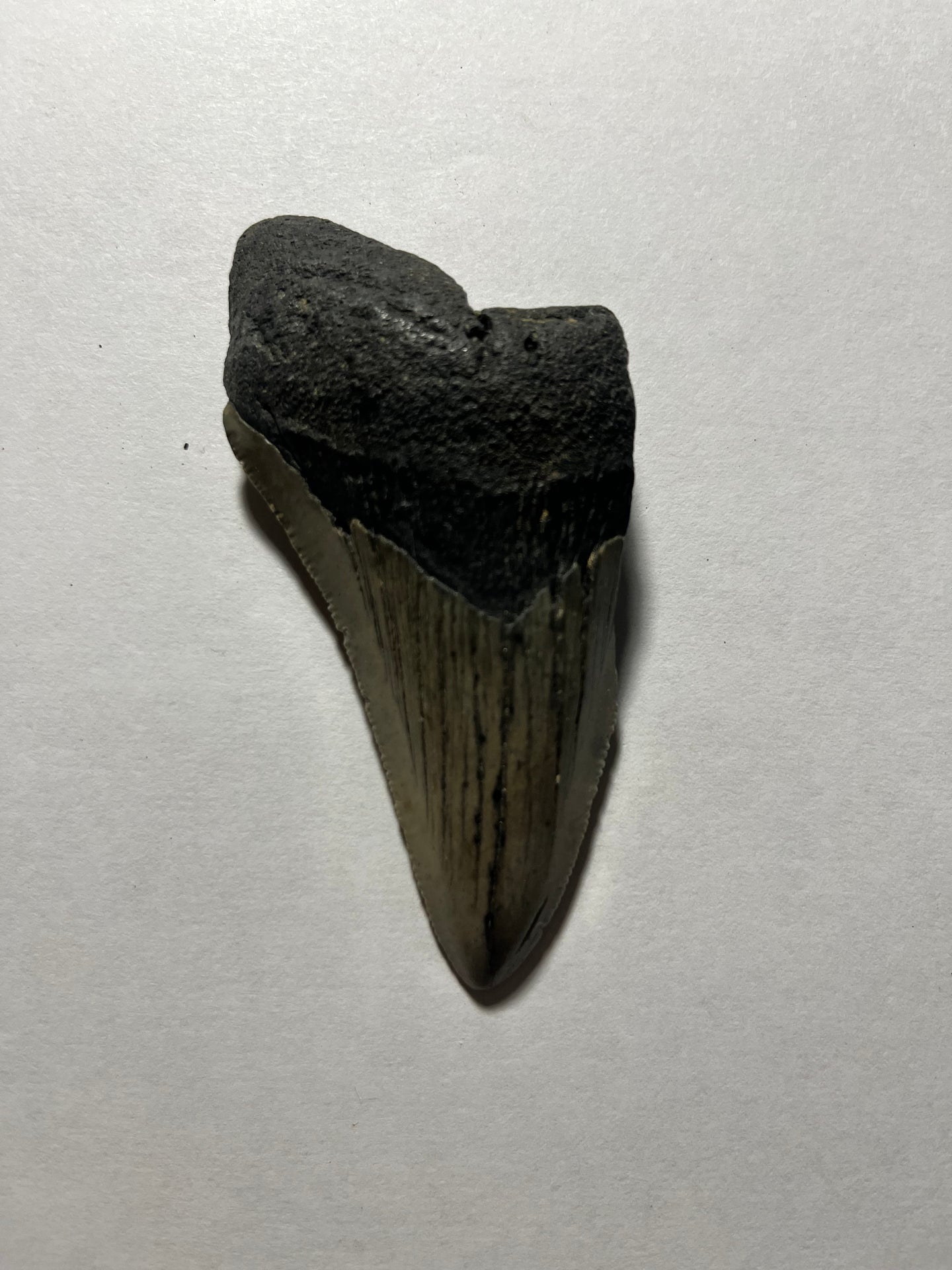 Approximately 3.4” Fossil Megalodon Tooth for Sale