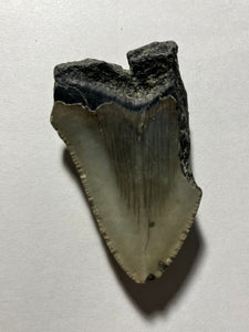 Approximately 3.1” Fossil Megalodon Tooth for Sale