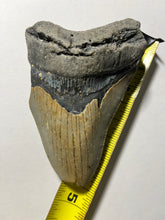 4.5” Fossil Megalodon Tooth for Sale
