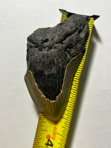 Approximately 3” Fossil Megalodon Tooth for Sale