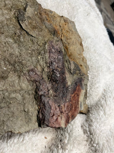 Raised Single Fossil Dinosaur Footprint 2