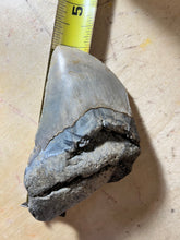 “Fat n’ Sassy” Approximately 4” Fossil Megalodon Tooth for Sale