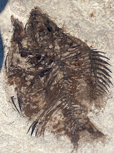 Fossil Fish for sale (Cockerellites) - Wyoming - Fossil Daddy
