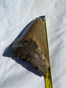 Approximately 5” Fossil Megalodon Tooth with Serrations for Sale