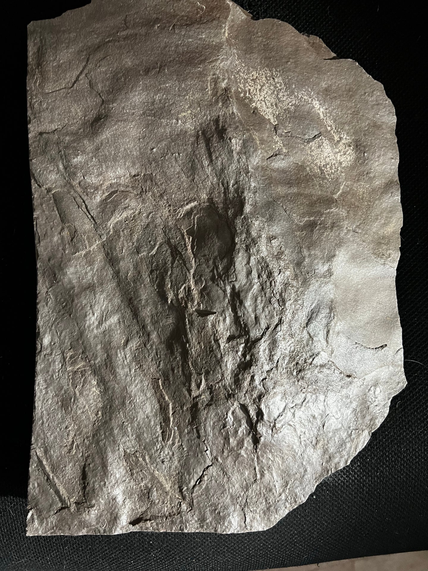 Raised Fossil Grallator Dinosaur Footprint