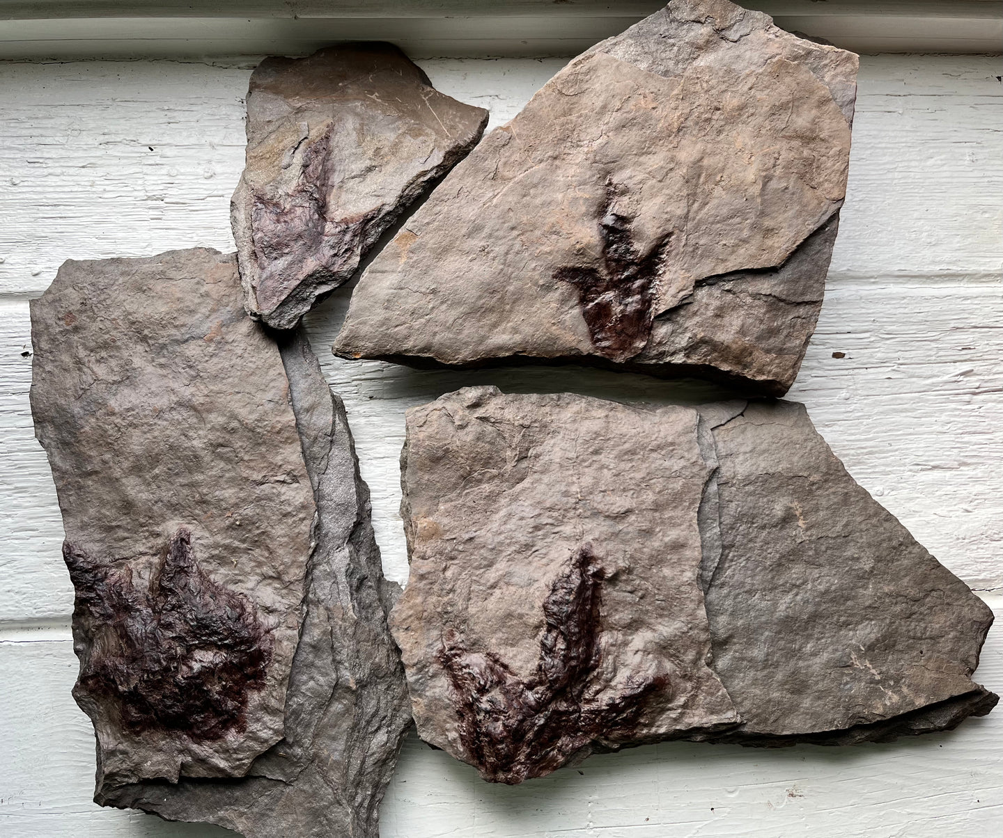Mix of Fossil Dinosaur Footprints 4-Pack bulk bundle