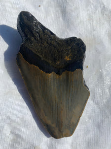 Approximately 4.7” Fossil Megalodon Tooth for Sale