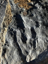 ** Museum Quality Double-Sided Fossil Dinosaur Trackway with Positive slabs!
