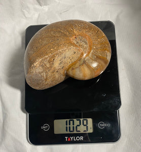 Fossil Nautilus for Sale - Fossil Daddy
