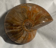 Fossil Nautilus for Sale - Fossil Daddy