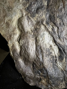 ** Impeccable Raised Fossil Grallator & Eubrontes Dinosaur Footprints