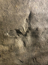 Natural Fossil Dinosaur Footprint & Fossil Lake Shore Ripple Marks for Sale - Fossil Daddy