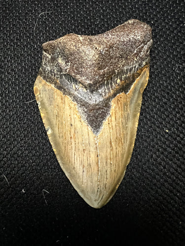 3.9” Fossil Megalodon Tooth+ Albany NY fossils for Joe
