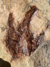 Raised Fossil Dinosaur Trackway for Sale - Fossil Daddy