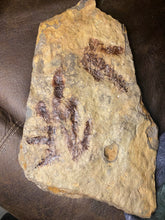 Double-Sided Fossil Dinosaur Trackway for Sale - Fossil Daddy