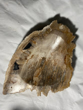 Decorative “Petrified” Fossil Wood Bowl #2 - Fossil Daddy