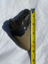 Approximately 4.8” Fossil Megalodon Tooth for Sale