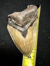 3.9” Fossil Megalodon Tooth+ Albany NY fossils for Joe